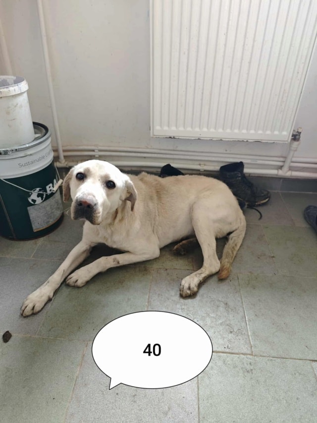 Derry, chien à l'adoption chez Remember Me France