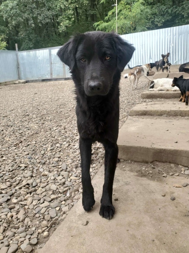 Djinn, chien à l'adoption chez Remember Me France