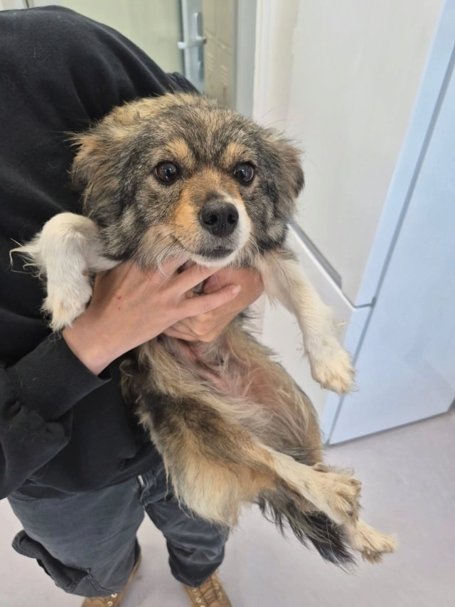 Dolce, chien à l'adoption chez Remember Me France