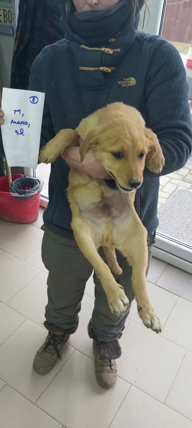 Donno, chien à l'adoption chez Remember Me France