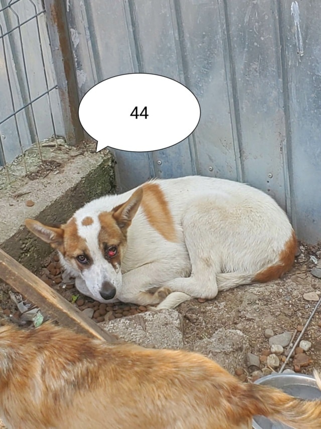 Doreen, chien à l'adoption chez Remember Me France