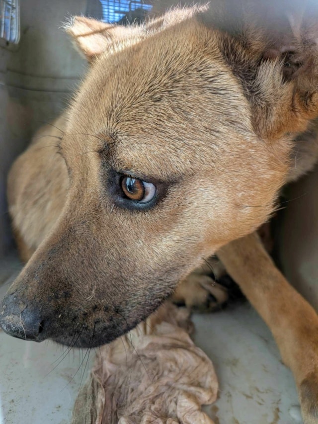 Duncan, chien à l'adoption chez Remember Me France