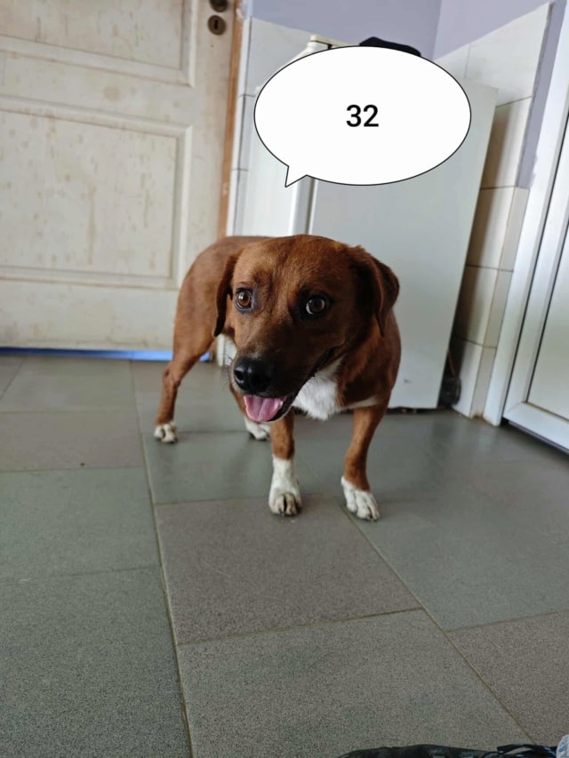 Duphy, chien à l'adoption chez Remember Me France