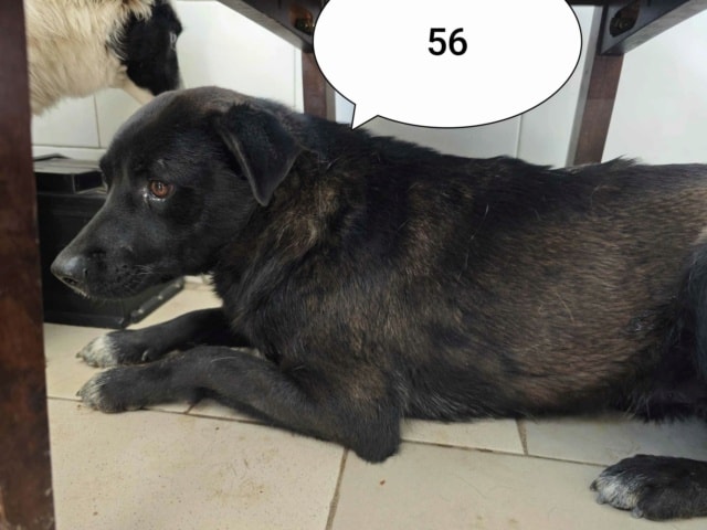 Edgar, chien à l'adoption chez Remember Me France
