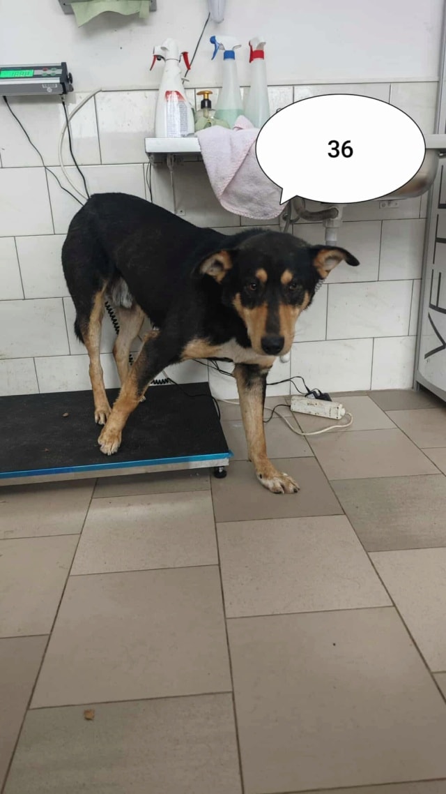 Elton, chien à l'adoption chez Remember Me France