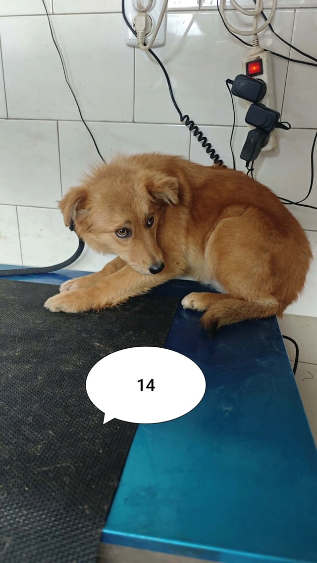 Elvane, chien à l'adoption chez Remember Me France