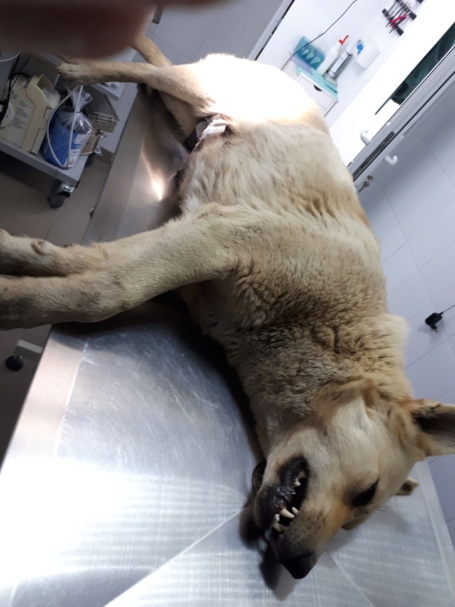 Evira, chien à l'adoption chez Remember Me France