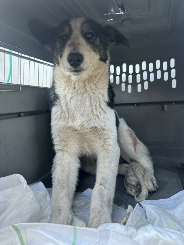 Ezra, chien à l'adoption chez Remember Me France