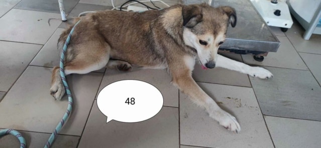 Fantine, chien à l'adoption chez Remember Me France