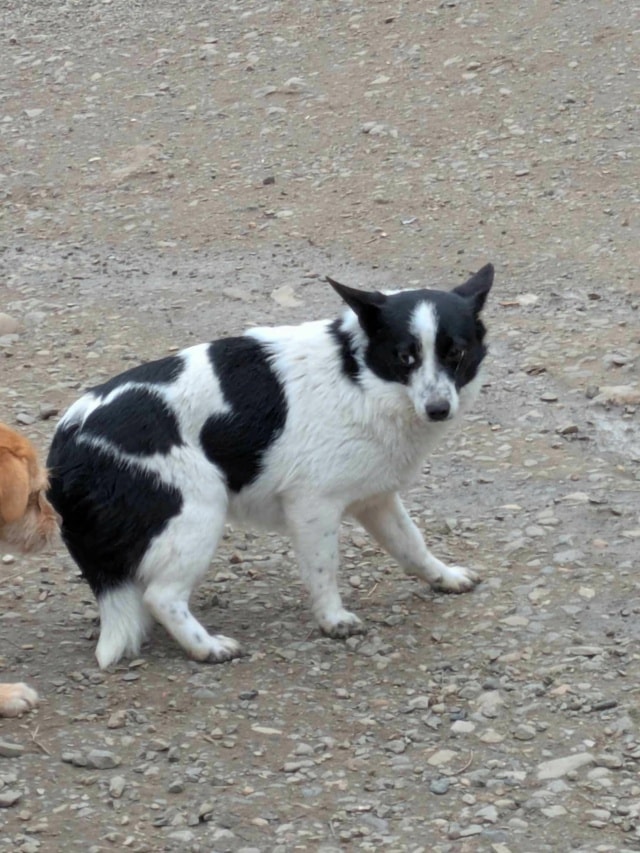 Fedora, chien à l'adoption chez Remember Me France