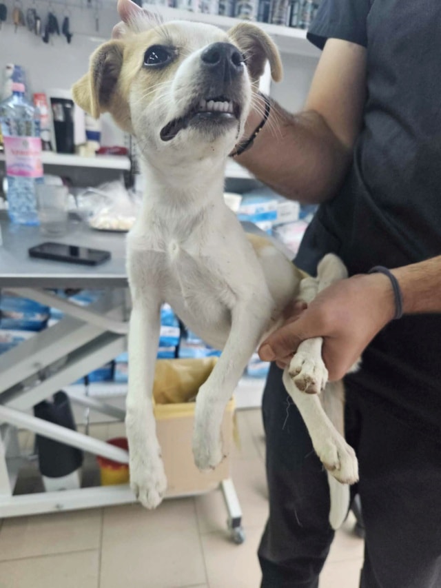 Feeling, chien à l'adoption chez Remember Me France