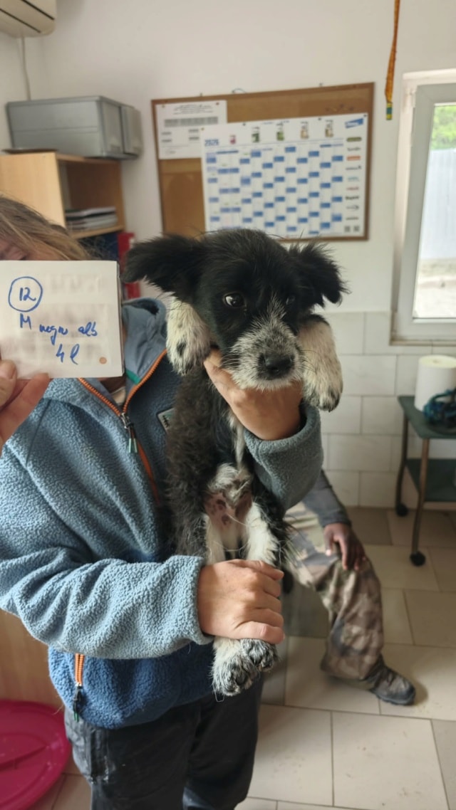 Fillipard, chien à l'adoption chez Remember Me France