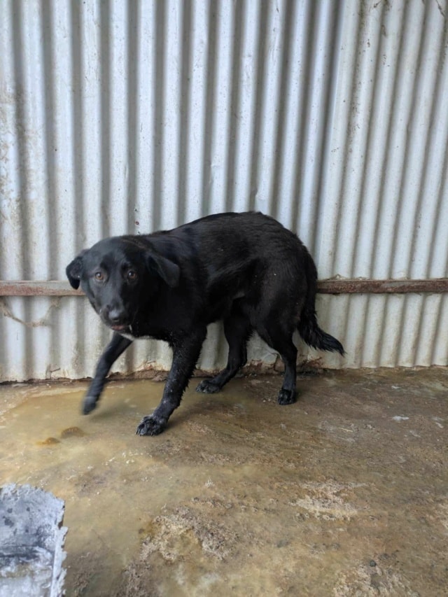 Fizz, chien à l'adoption chez Remember Me France