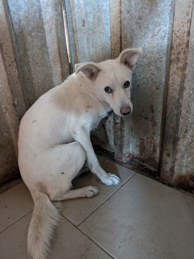 Fleur, chien à l'adoption chez Remember Me France
