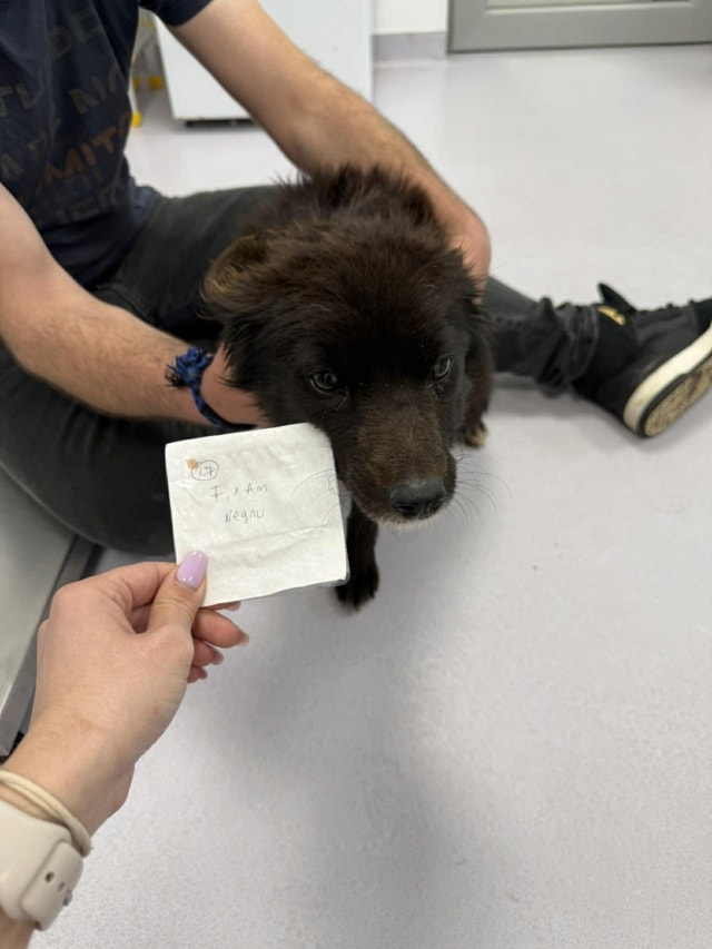 Friday, chien à l'adoption chez Remember Me France