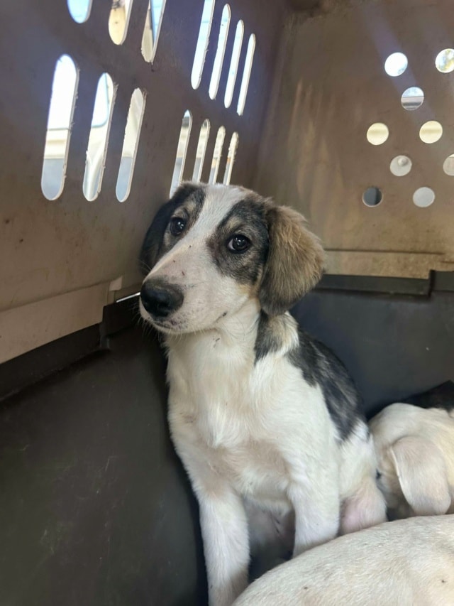 Gachette, chien à l'adoption chez Remember Me France
