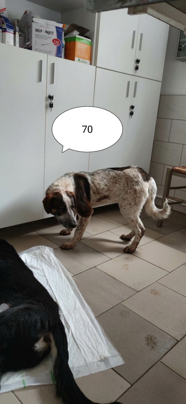Galilei, chien à l'adoption chez Remember Me France