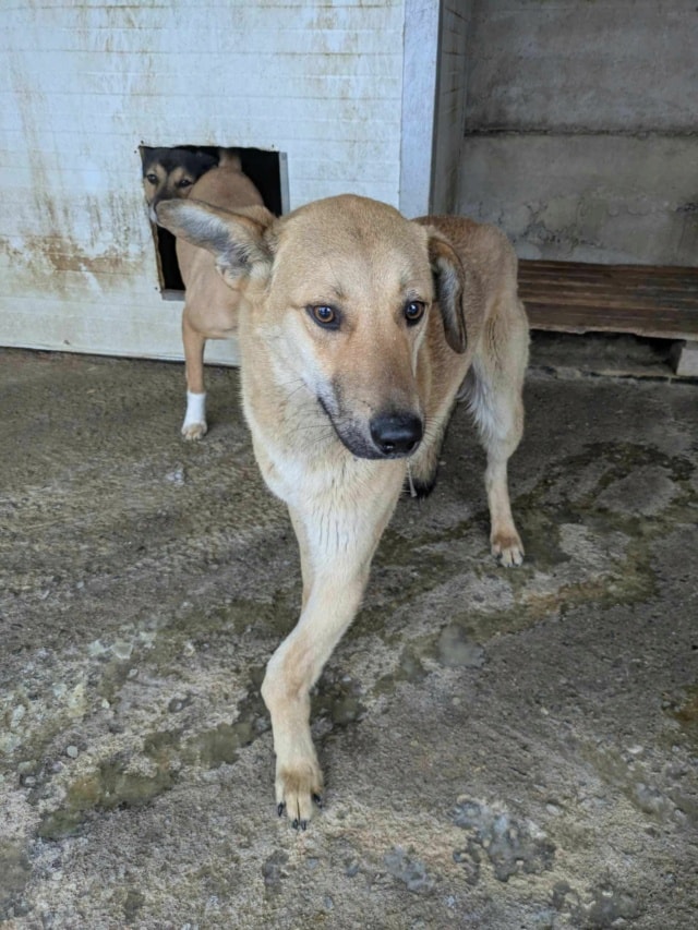 Gangnam, chien à l'adoption chez Remember Me France