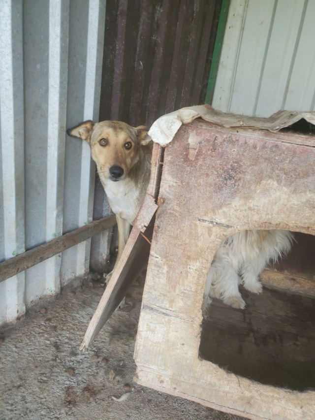 Gazel, chien à l'adoption chez Remember Me France