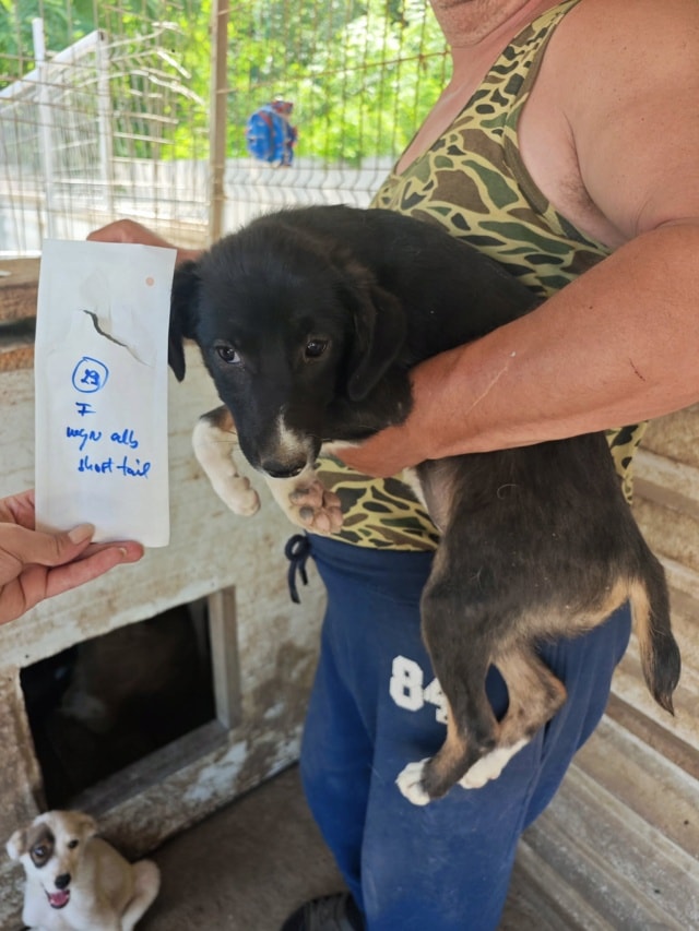 Gentiane, chien à l'adoption chez Remember Me France