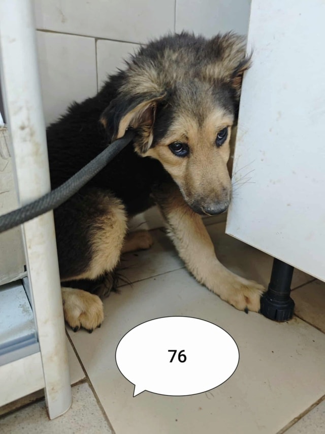 Goldy, chien à l'adoption chez Remember Me France