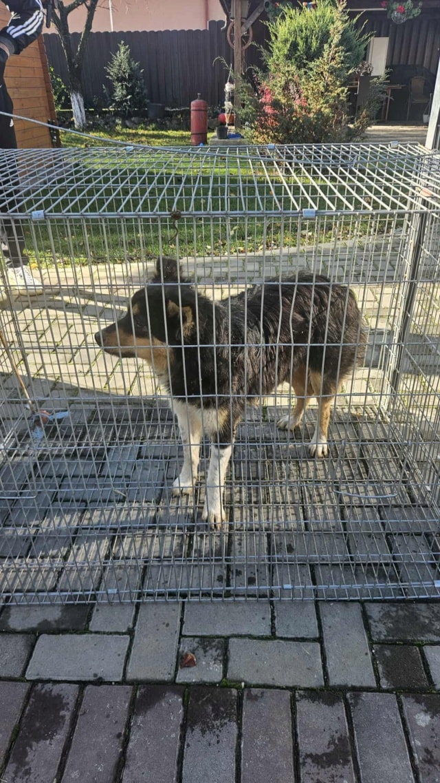 Goody, chien à l'adoption chez Remember Me France