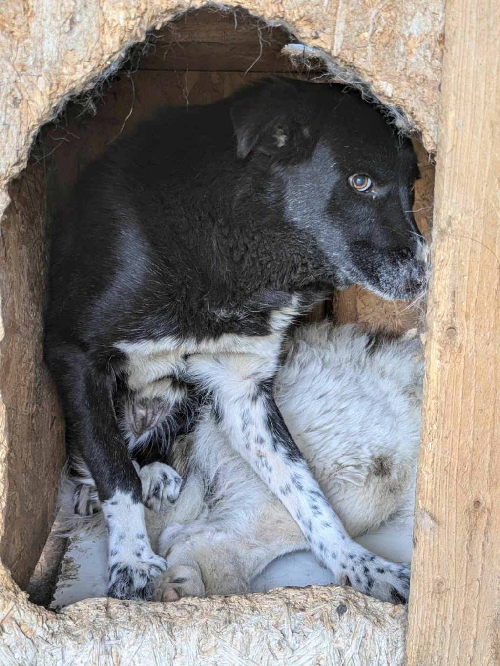 Grisette, chien à l'adoption chez Remember Me France