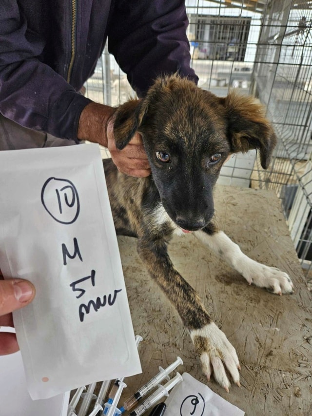 Groove, chien à l'adoption chez Remember Me France