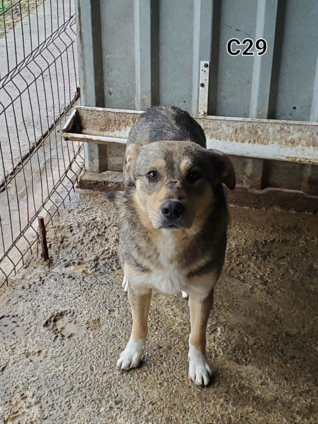 Guss, chien à l'adoption chez Remember Me France