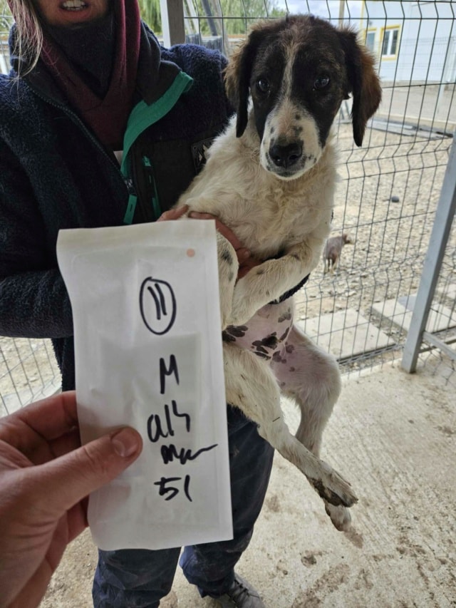 Gustave, chien à l'adoption chez Remember Me France