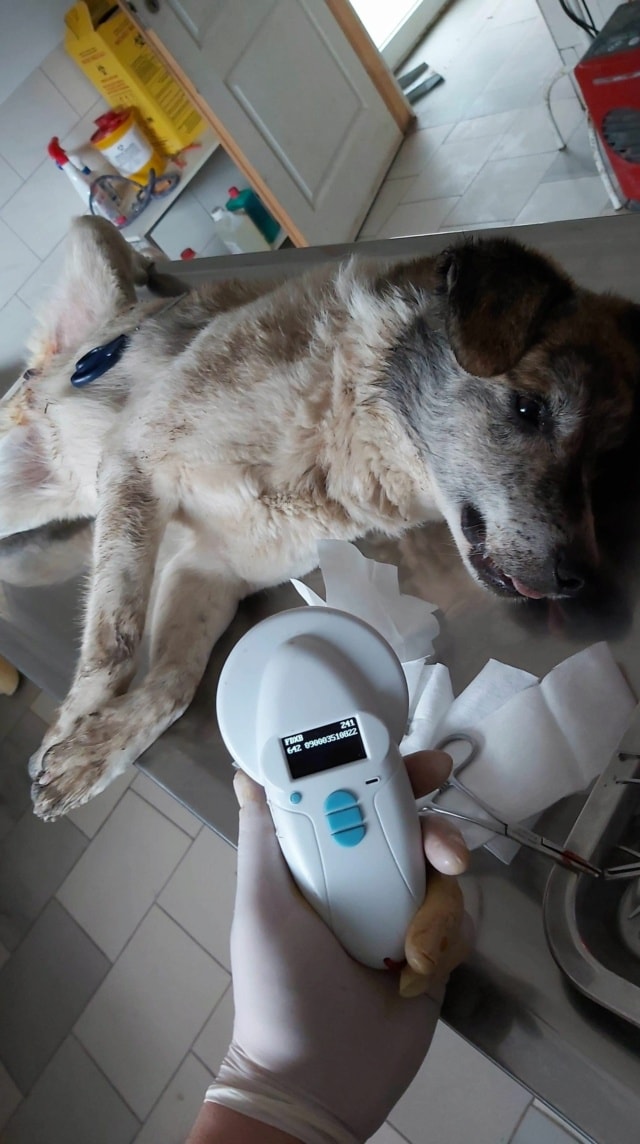 Haïduc, chien à l'adoption chez Remember Me France