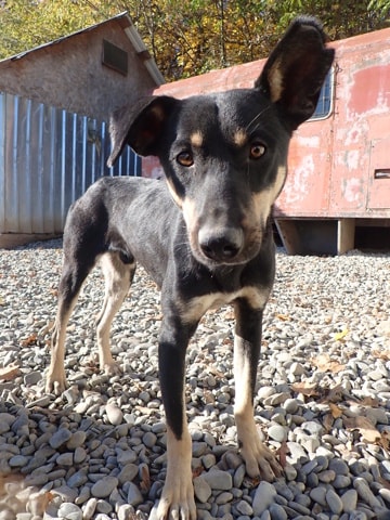 Hako, chien à l'adoption chez Remember Me France