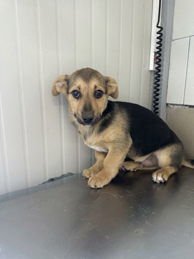 Halcyon, chien à l'adoption chez Remember Me France