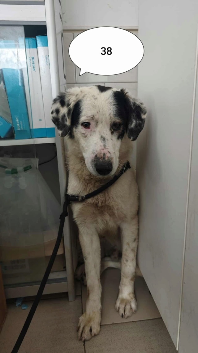 Harley, chien à l'adoption chez Remember Me France