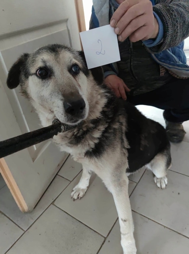 Hephaïstos, chien à l'adoption chez Remember Me France