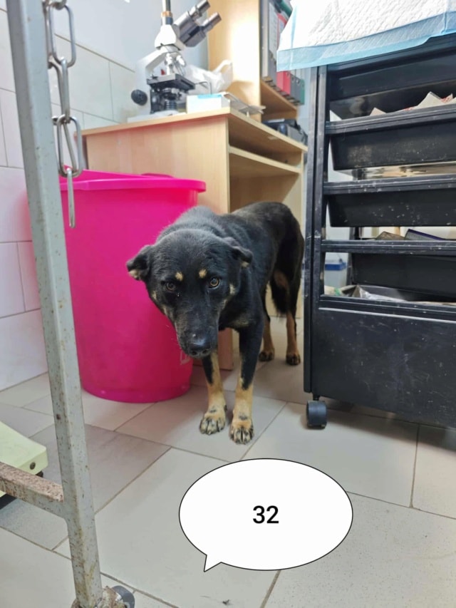 Hina, chien à l'adoption chez Remember Me France