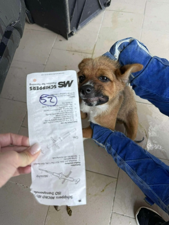 Hocus, chien à l'adoption chez Remember Me France