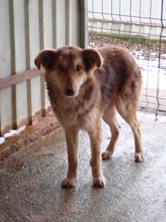 Hooper, chien à l'adoption chez Remember Me France