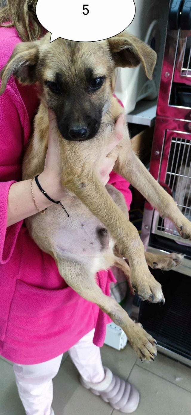 Howard, chien à l'adoption chez Remember Me France