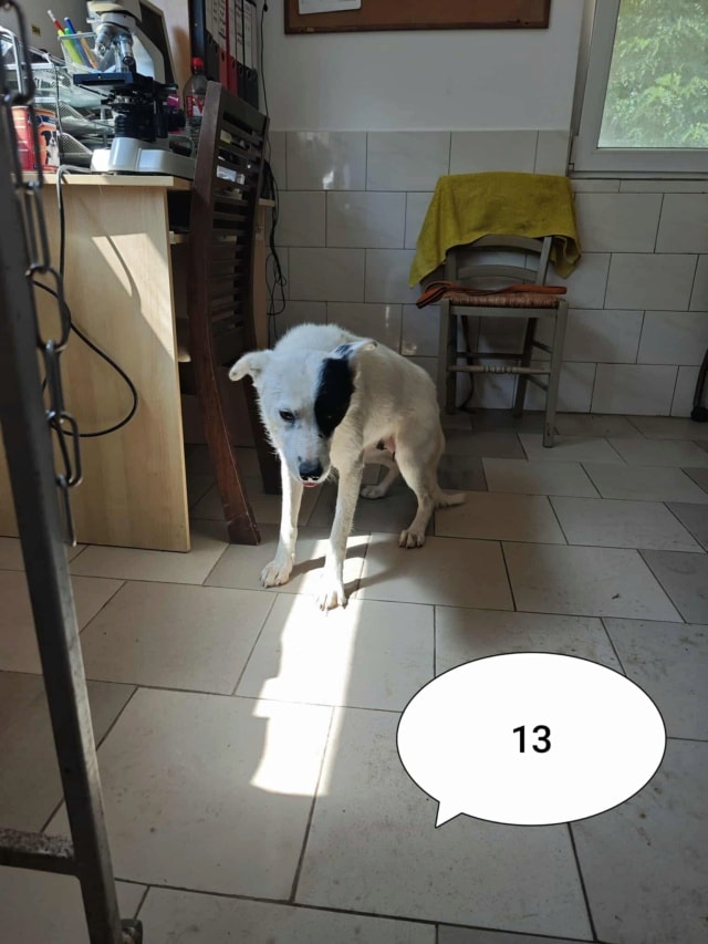 Hyaris, chien à l'adoption chez Remember Me France