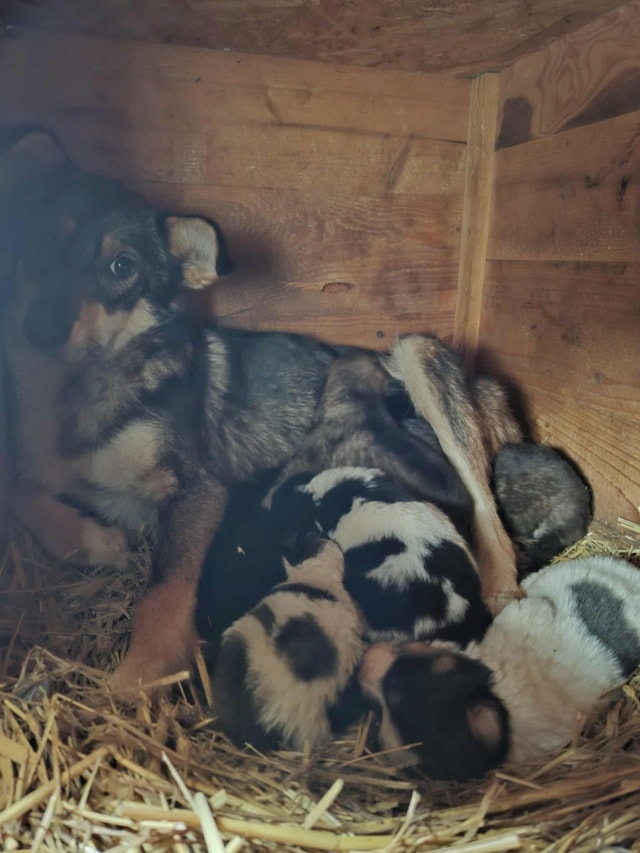 Ioniq, chien à l'adoption chez Remember Me France