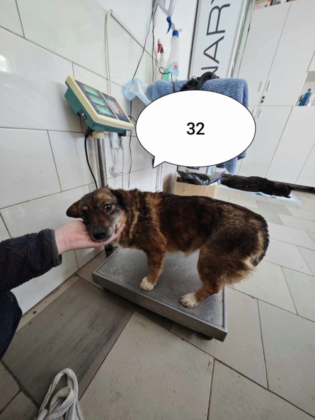 Irma, chien à l'adoption chez Remember Me France