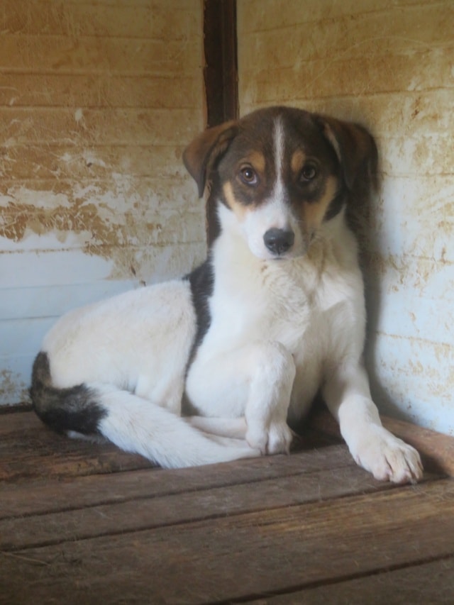 Isao, chien à l'adoption chez Remember Me France