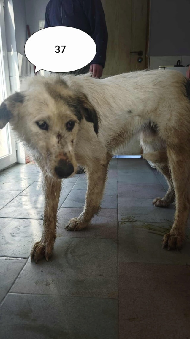 Issam, chien à l'adoption chez Remember Me France