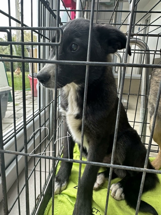 Jaspe, chien à l'adoption chez Remember Me France