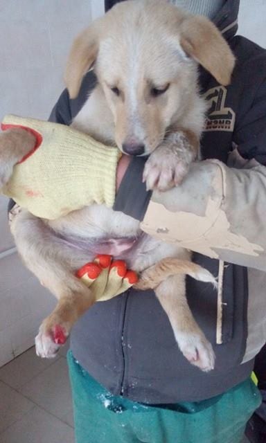 Java, chien sauvé par Remember Me France