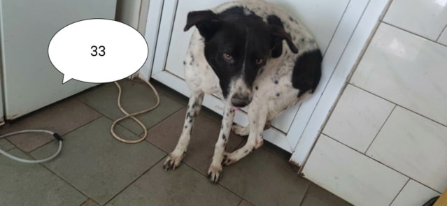 Jeanette, chien à l'adoption chez Remember Me France