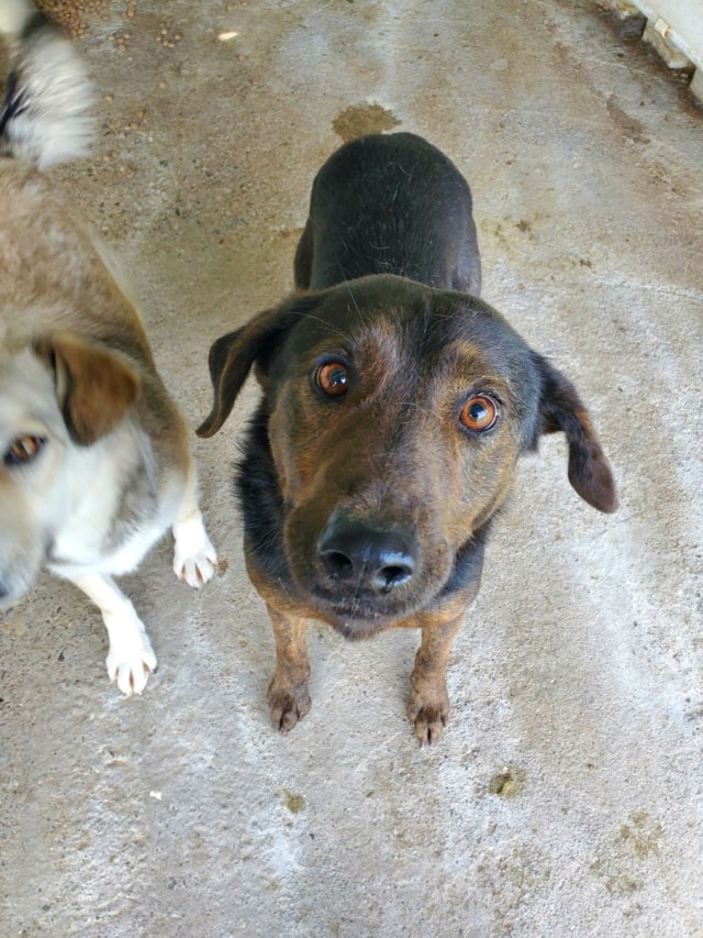 Jeep, chien à l'adoption chez Remember Me France