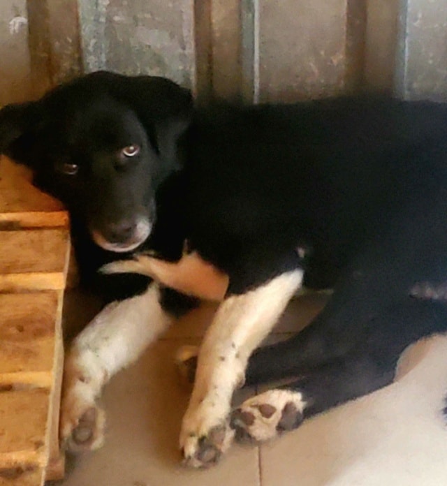 Jiro, chien à l'adoption chez Remember Me France