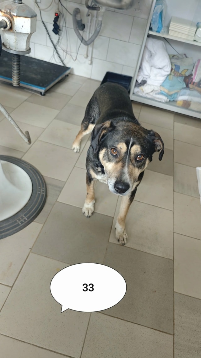 Junko, chien à l'adoption chez Remember Me France